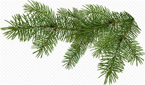 Christmas Pine Branch