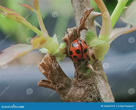 beautiful ladybug on a rose tree stock image image of plant produce 183431973