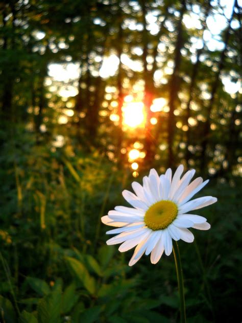 Daisy Sunset Took This One Myself Enjoy My Flower Flowers Nikon