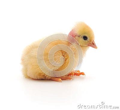 Naked Neck Chicken Royalty Free Stock Image Image