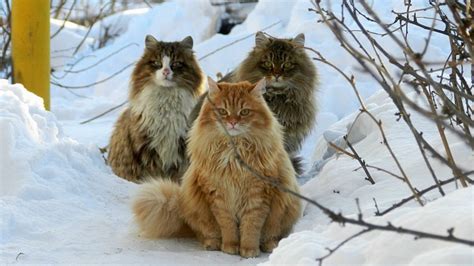 Norwegian Forest Cat Breed Information Cat Breeds At Thepetowners