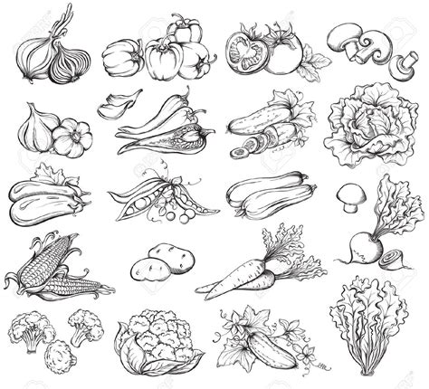 Vegetable Sketch At Explore Collection Of