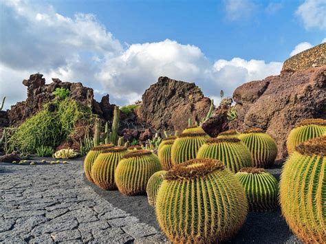Los cactus de tuna, por ejemplo, crecerán afuera bastante. 12 Maravillosos Jardines de Cactus · Diseños Creativos ...