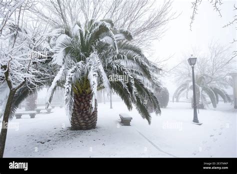 Snowy Palm Tree Hi Res Stock Photography And Images Alamy