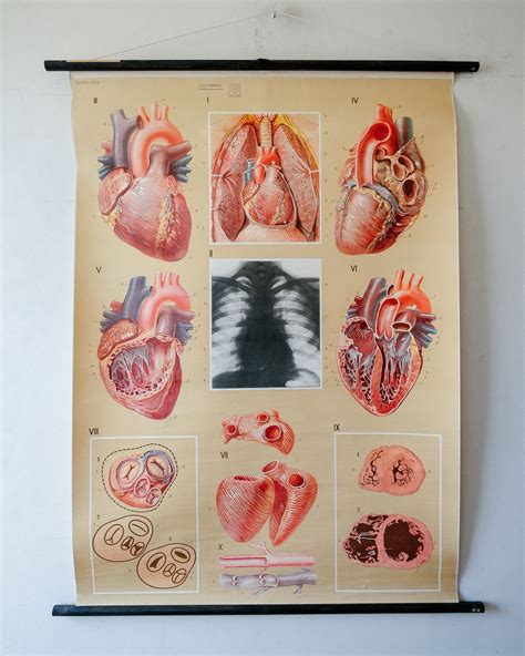 Original Anatomical Vintage Educational School Wall Chart Circulation