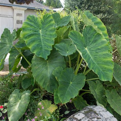 Fertilize your elephant ear plant once a month with a balanced fertilizer. Garden State Bulb Mammoth Elephant Ear Bulbs (2-Count/Pack ...