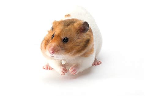 Syrian Hamster Stock Photos Pictures And Royalty Free Images Istock