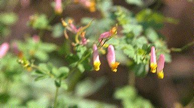 The prickly pear is opuntia: Mid-Atlantic Wildflowers