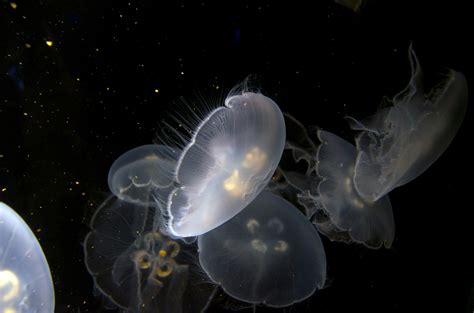 Free Images Underwater Peaceful Jellyfish Invertebrate Aquarium