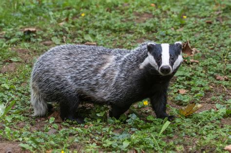 Badger history and some interesting facts