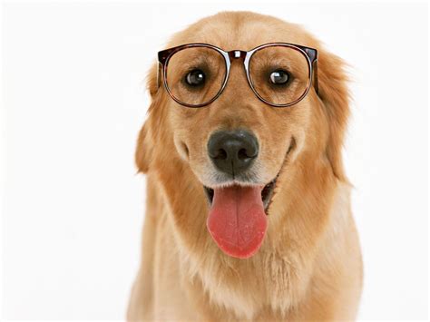 Dog With Glasses Wallpapers Top Free Dog With Glasses Backgrounds