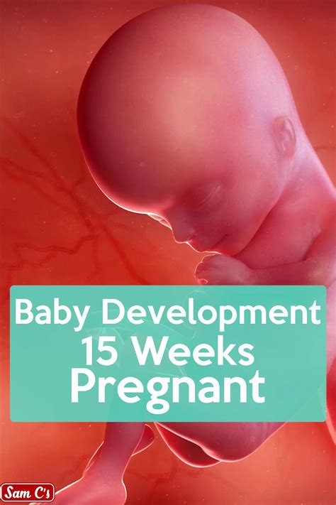 15 Weeks Pregnant Artofit
