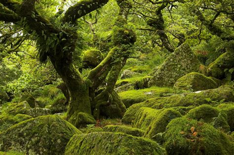 Freie kommerzielle nutzung keine namensnennung top qualität. Nat-Urwald im Dartmoor (England) photo & image ...