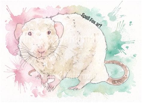 Rat Watercolor At Explore Collection Of Rat Watercolor