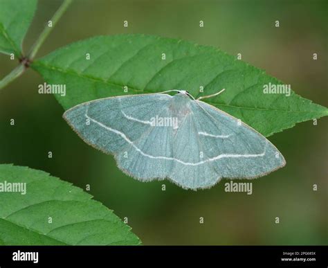 Green Moorland Heath Moth Steppe Heath Green Moth Green Winged Moth