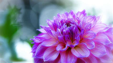 Rio de janeiro (wallpaper city guides). Dahlia Delicate Purple Flower Desktop Wallpaper Hd ...