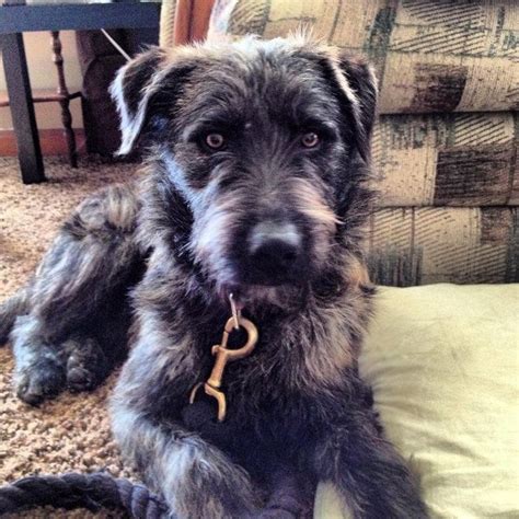 Airedale Terrier Irish Wolfhound Mix Pets Lovers
