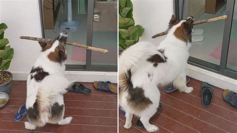 Dog Fails When Trying To Carry Stick Through Door Youtube