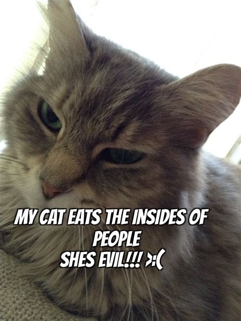32 Evil Cat Smile Meme