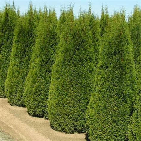 Thuja Occidentalis “smaragd” American Arborvitae — Ted Collins Tree