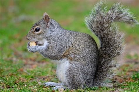 Grey Squirrel Eating A Nut Stock Photo Download Image Now Istock