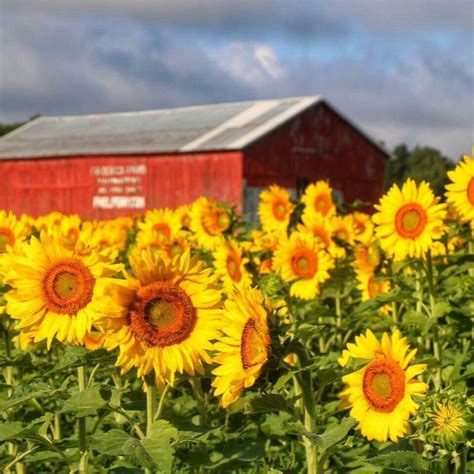 Frederick Farm Clifton Springs Sunflower Fields Sunflower Season