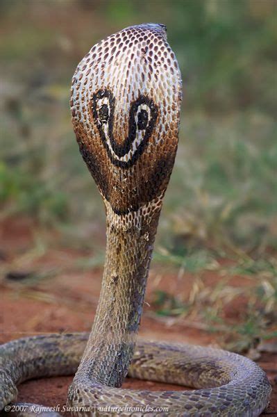 Indian Cobra Naja Naja Or Spectacled Cobra Pretty Snakes Beautiful