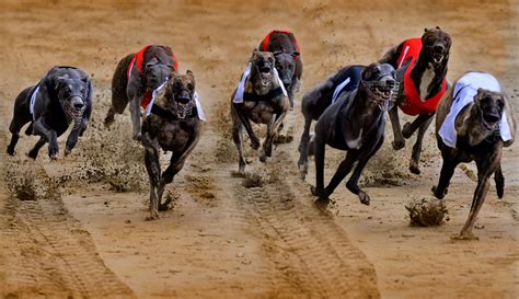 National Legislation To End Greyhound Racing Commerce Should Be Urgent