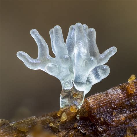 Macro Photos Take Us Into The Wild World Of Slime Mold Glass Bead Game