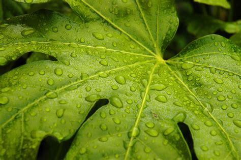 Green Leaf With Water Droplets Hd Wallpaper Wallpaper Flare