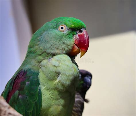 Green Parrot With Red Beak Sitting On Branch Feeding Stock Image