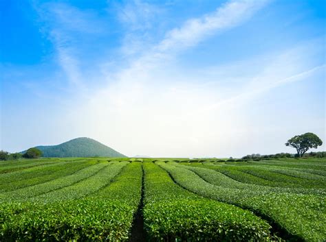 Beautiful View Of Green Tea Field With Sky At Jeju South Korea 2044962