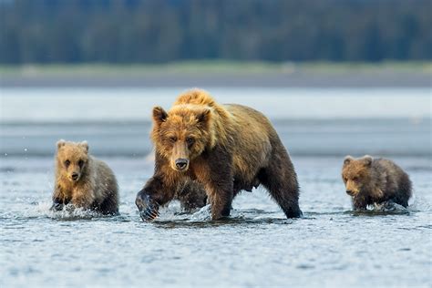 Alaska Brown Bear Photography Workshop