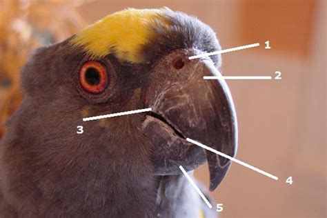 The Parrot Beak Bechewy