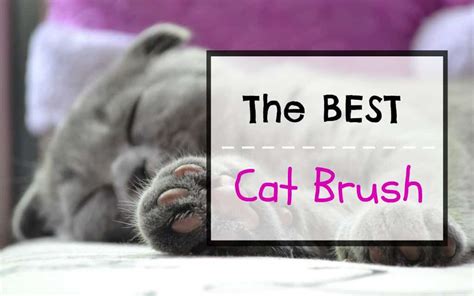 However, this feeling quickly becomes one of a concern when you get some loose fur in your hand after rubbing it over your pet. What Is the Best Cat Brush? Top 4 Cat Brushes - Fluffy Kitty