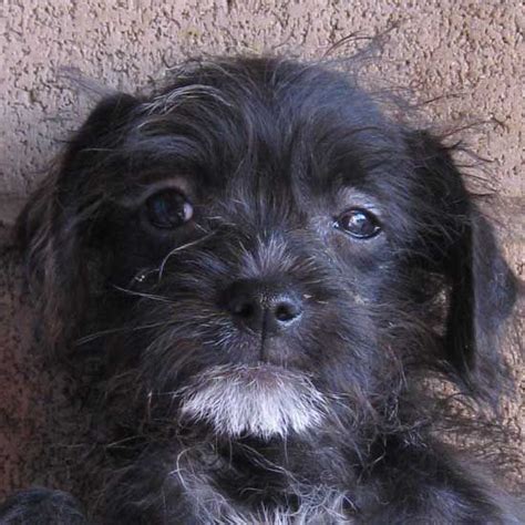 Make a difference for a homeless pet and bring love home. "Yang": Dog Adoption San Diego - Adopt A Dog | Cat ...