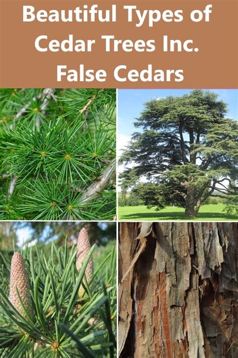 Beautiful Types Of Cedar Trees Including False Cedars Cedar Trees