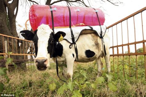 Cows Wear Backpacks To Capture Methane Emissions Daily Mail Online