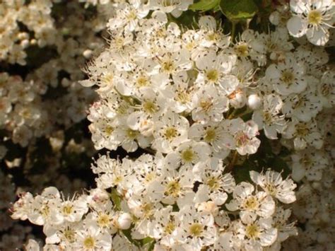 50 Hawthorn 2 3ft Hedgingplantswhitethornquickthornthorny Native