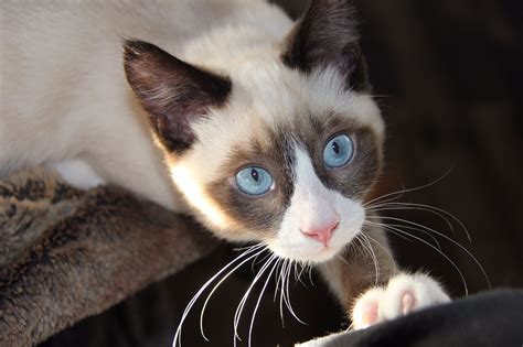 Grumpy Cat Snowshoe Siamese Hübsche Katzen Süßeste Haustiere Süße