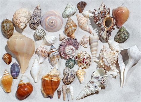 Univalve Shell Id Guide Conchs Whelks Cones Helmets And More Owlcation