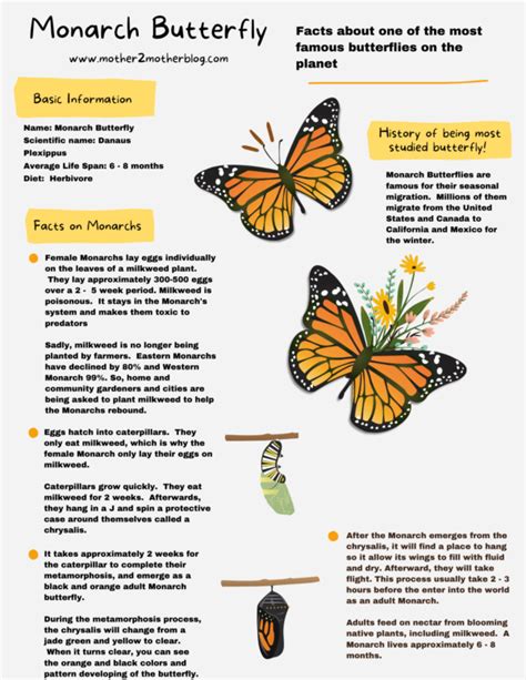 Monarch Butterfly Facts For Kids Mother 2 Mother Blog