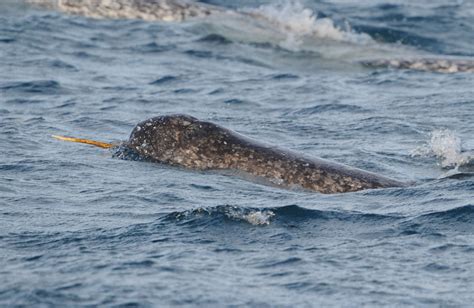 Narwhal 2013 First Sighting Of Narwhals For Research Ocean Wises
