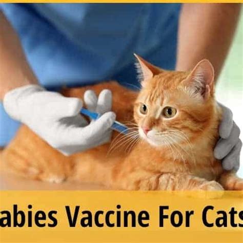 Do Indoor Cats Need Rabies Shots Reddit Cat Meme Stock Pictures And