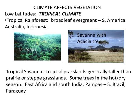 ppt climate affects vegetation low latitudes tropical climate powerpoint presentation id