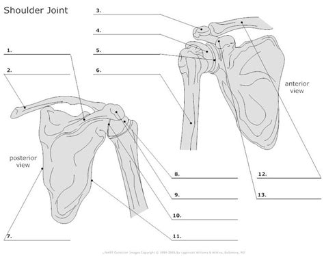 Anatomic terms such as anterior and posterior, medial and lateral, abduction and adduction, and so on apply to the body when it is in the. 13 Best Images of Hip Anatomy Of The Worksheet - Sunflower ...