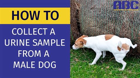 How To Collect Urine Sample From A Dog At Seth Daniels Blog