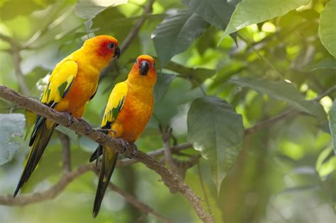 Birds Of Tropical Rainforests Bird Eden