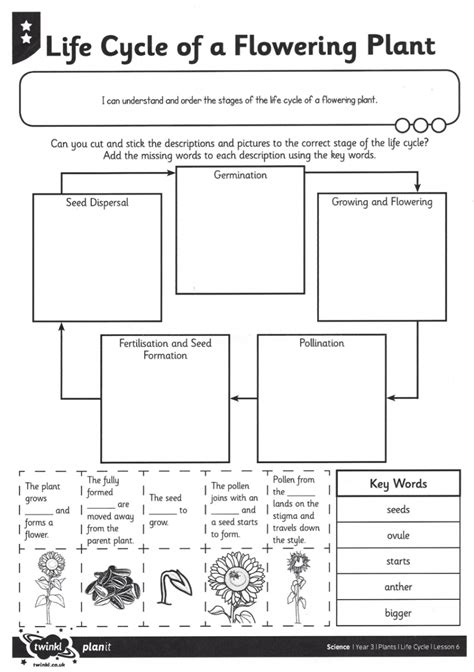 Adapting Plant Life Cycle Worksheet Paths To Literacy
