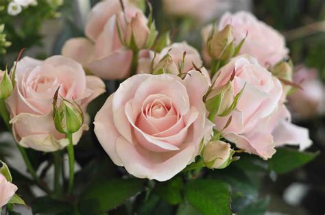 Spray Sweet Avalanche Roses Spray Means That Each Stem Has Buds As